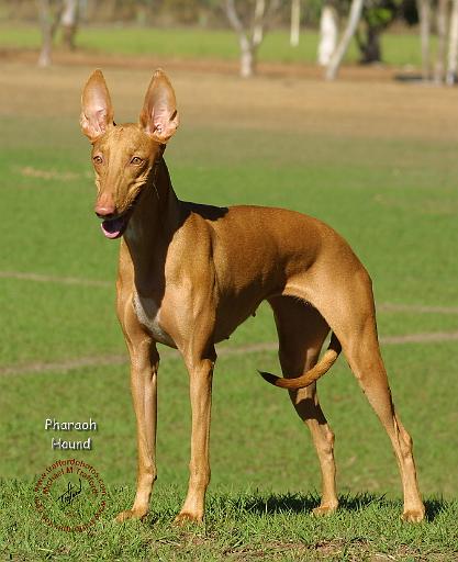 Pharaoh Hound 9P003D-030.JPG